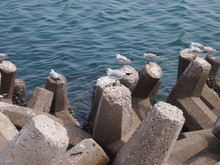 Seagulls On Breakwater