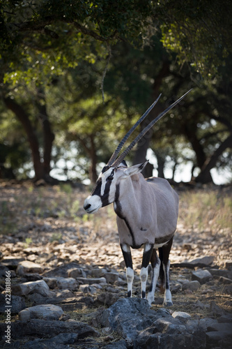 Portrait Of An Adult Specimen Of Gemsbok Oryx Gazela Stands On The Rocks In The Shade Of Green Trees Nature And Animal Wildlife Concept Buy This Stock Photo And Explore Similar