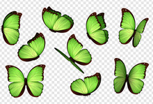 Butterfly Vector. Green Isolated Butterflies. Insects With Bright Coloring On Transparent Background