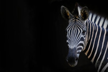 Zebra Head With Black Background