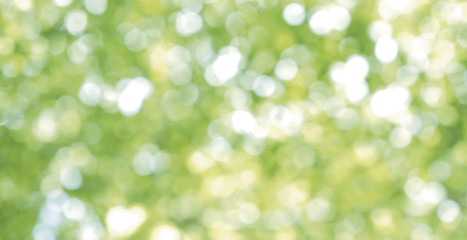 Wall Mural - abstract blurred light bokeh nature background of green leaves