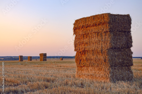 Fotografie, Obraz Rectangular haystacks on the empty field after harvesting illuminated by the warm light of setting sun
