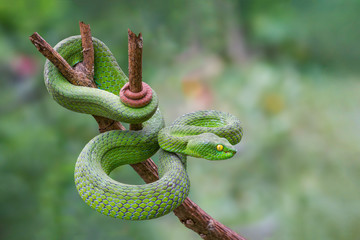 Wall Mural - Large-eyed Green Pitviper or Trimeresurus [Cryptelytrops] macrops Krammer or Green pit vipers or Asian pit vipers, green snake on branch with green background in Thailand.