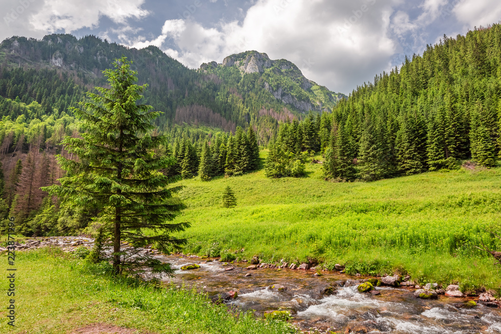 Stunning small stream in Koscieliska valley, Tatra mountains - obrazy, fototapety, plakaty 