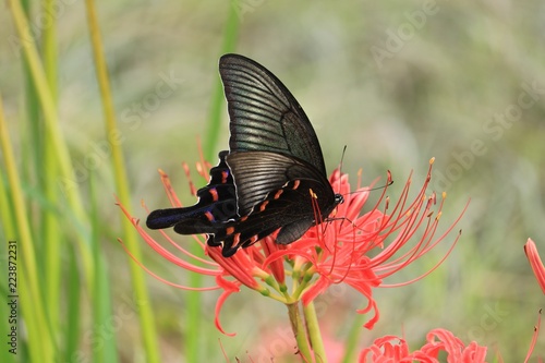 赤い彼岸花と蜜を吸っている蝶 Stock Photo Adobe Stock