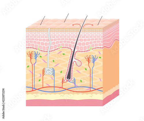 Fotografía Structure in the skin_no notation