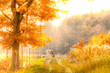 Beautiful autumn nature scene, peaceful, chill, golden light