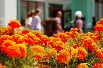 Wall Mural - Flowers on the streets of the city. Flowers marigolds under the summer sun. City flower bed of flowers on the background of people and buildings.