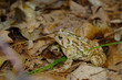 Single Warty American Toad Sitting on Forest Floor in a Pile of Old Brown Leaves