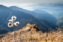 A Lonely Flower On Top Of A Mountain, A Beautiful Landscape In The Background. Nepal, The Himalayas