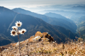 A lonely flower on top of a mountain, a beautiful landscape in the background. Nepal, the Himalayas