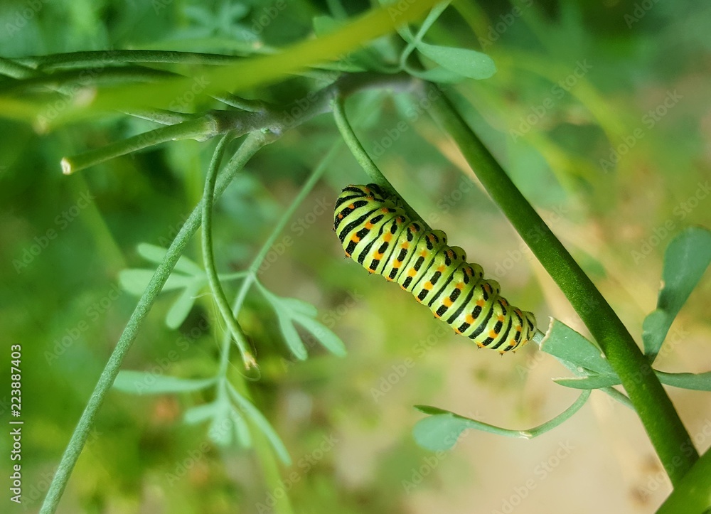 Chenille verte tachetée du papillon machaon (papilio machaon) posée sur — free download