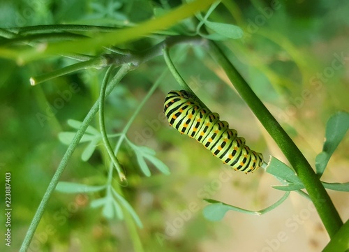 Gros Plan Lumineux De La Chenille Verte Bigarree Du Papillon Machaon Buy This Stock Photo And Explore Similar Images At Adobe Stock Adobe Stock Gros Plan Lumineux De La Chenille Verte Bigarree Du Papillon Machaon Buy This Stock Photo And Explore Similar Images At Adobe Stock Adobe Stock