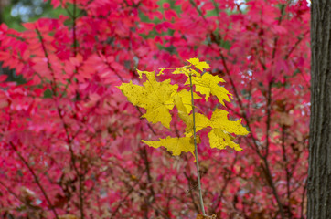 Wall Mural - fall