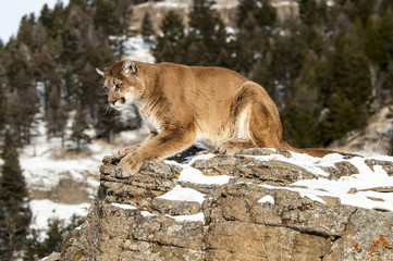 Wall Mural - mountain lion on rocky cliff