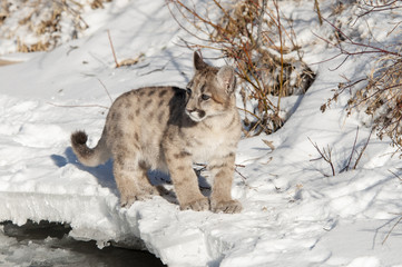 Canvas Print - baby cougar in winter