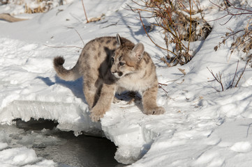 Canvas Print - baby cougar in winter