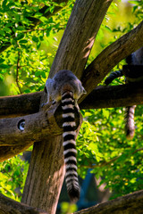 lemur