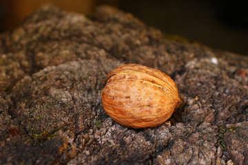 Sticker - One Walnut on a wooden surface