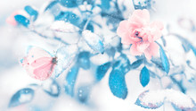 Beautiful Delicate Butterfly And Pink Roses With Blue Leaves In Snow And Frost In A Winter Garden. Christmas Artistic Image.
