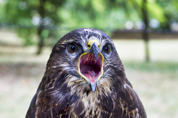 Wall Mural - Portrait of common buzzard (Buteo buteo)