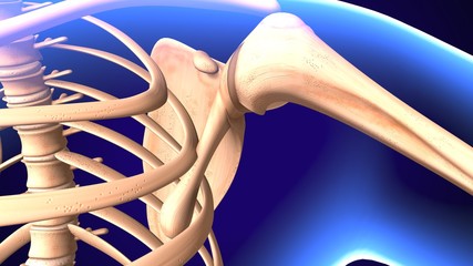 Baby Shoulder Joint Anatomy Pain concept with Circulatory.3d illustration
