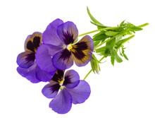 Viola Tricolor Var. Hortensis On White Background