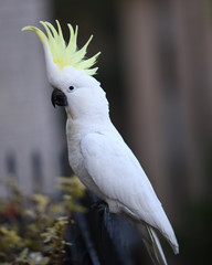 Wall Mural - cockatoo