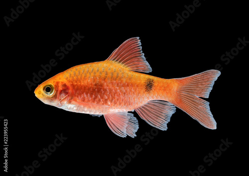 Aquarium Fish Rosy Barb Puntius Conchonius Buy This Stock