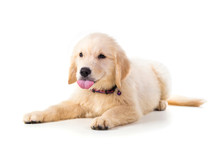 Cute Golden Retriever Puppy Isolate On White Background.