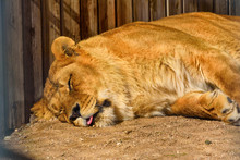 Portrait Of A Sleeping Lioness