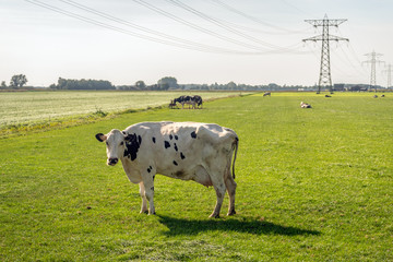 Wall Mural - White cow with black spots under high-voltage lines