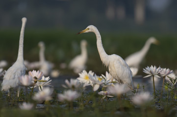   Egret in water lily pond