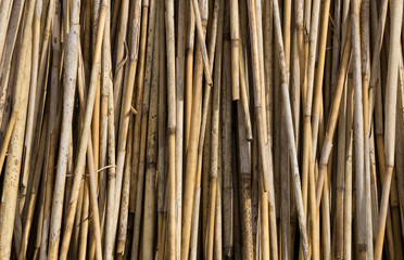  stalks of bamboo as background aligned vertically