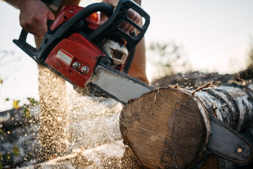 Wall Mural - Closeup view on chainsaw in strong lumberman hands. Sawdust fly apart