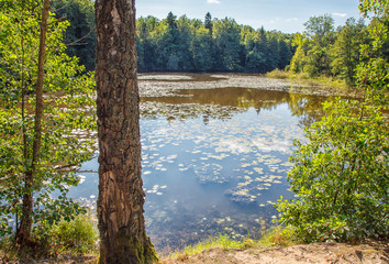 Wall Mural - lake in the forest on summer day