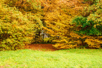 Poster - birch grove on sunny autumn day