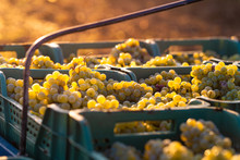 Grape Harvesting On Vineyards. Early Morning With Bright Sunlight. Boxes Full Of Freshly Picked Grapes On The Truck.