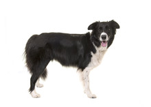 Border Collie Dog Standing Seen From The Side Looking At The Camera Isolated On A White Background