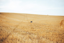 Black Siberian Husky Run On Golden Yellow Big Meadow Field