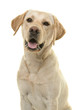 Portrait of a blond labrador retriever dog looking at the camera with mouth open seen from the front in a vertical image