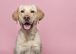 Portrait of a blond labrador retriever dog looking at the camera with mouth open seen from the front on a pink background
