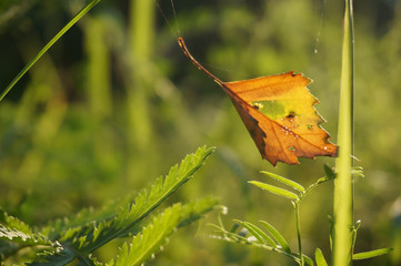 Close up view of autumn leaf on grass fall season