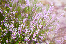 Bunch Of Purple Scotch Heather (Calluna Vulgaris, Erica, Ling) Bush Also Called Ling Plant On Moorland. Heather Flowers Pink Calluna Vulgaris, Soft Green Field, Selective Focus Photo. 