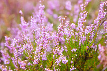 Bunch Of Purple Scotch Heather (Calluna Vulgaris, Erica, Ling) Bush Also Called Ling Plant On Moorland. Heather Flowers Pink Calluna Vulgaris, Soft Green Field, Selective Focus Photo. 