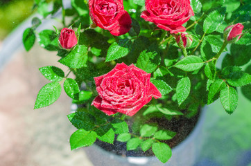 Decorative red roses in a pot, drops of water, spraying