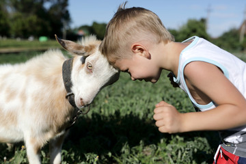 kid and goat head butting