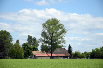 Wall Mural - Feld bei Münster, Hessen