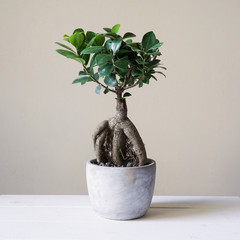 bonsai ginseng or ficus retusa also known as banyan or chinese fig tree