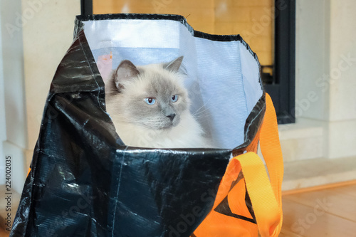 buy a cat in a bag
